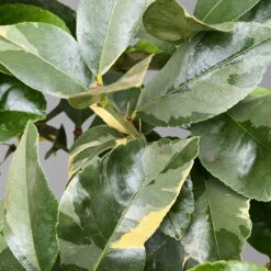 Zitronenbaum 'Variegata', Stamm, Topf-Ø 20 Cm, Höhe Ca. 60 Cm -Madison Verkäufe 0630100776 K.B.Citrus limon VariegataStamm T20 3162Giambo Bunte Zitrone H60 3 125574