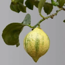 Zitronenbaum 'Variegata', Stamm, Topf-Ø 20 Cm, Höhe Ca. 60 Cm -Madison Verkäufe 0630100776 K.B.Citrus limon VariegataStamm T20 3162Giambo Bunte Zitrone H60 4 125573