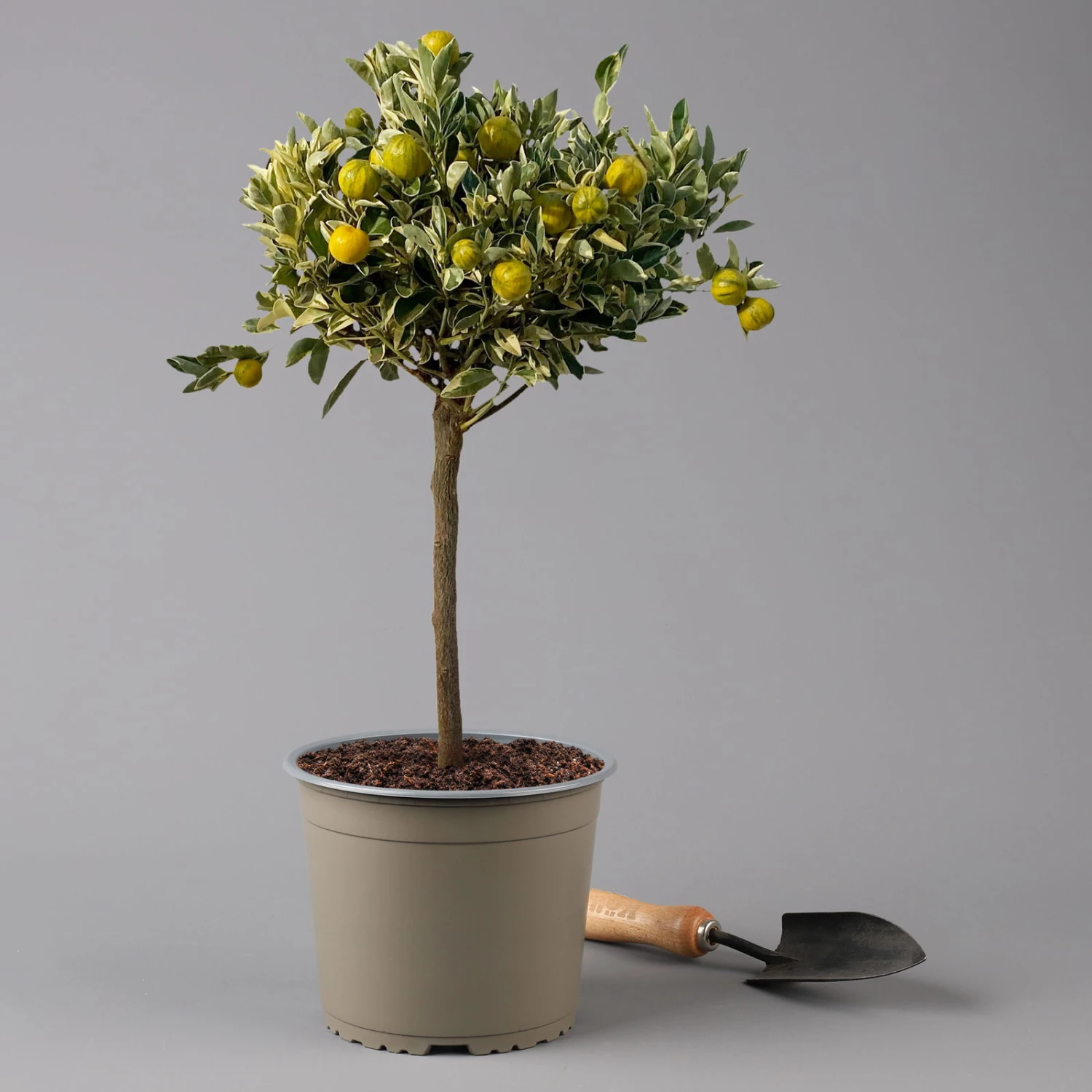 Calamondin 'Variegata', Stamm, Topf-Ø 20 Cm, Höhe 70 Cm 3 Calamondin 'Variegata', Stamm, Topf-Ø 20 Cm, Höhe 70 Cm