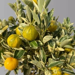 Calamondin 'Variegata', Stamm, Topf-Ø 20 Cm, Höhe 70 Cm 15 Calamondin 'Variegata', Stamm, Topf-Ø 20 Cm, Höhe 70 Cm -Madison Verkäufe 0630100811 KBCitrus madurensis Variegata T20 3162 Buntlaubige Calamondin H60 3 125596