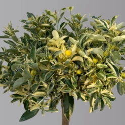 Calamondin 'Variegata', Stamm, Topf-Ø 20 Cm, Höhe 70 Cm 16 Calamondin 'Variegata', Stamm, Topf-Ø 20 Cm, Höhe 70 Cm -Madison Verkäufe 0630100811 KBCitrus madurensis Variegata T20 3162 Buntlaubige Calamondin H60 4 125597