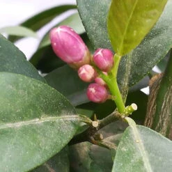 Zitrone 'Rosso', Topf-Ø 22 Cm 9 Zitrone 'Rosso', Topf-Ø 22 Cm -Madison Verkäufe 0630200006 Citrus limon Stamm T20 H60 80 Rosso 4 78899