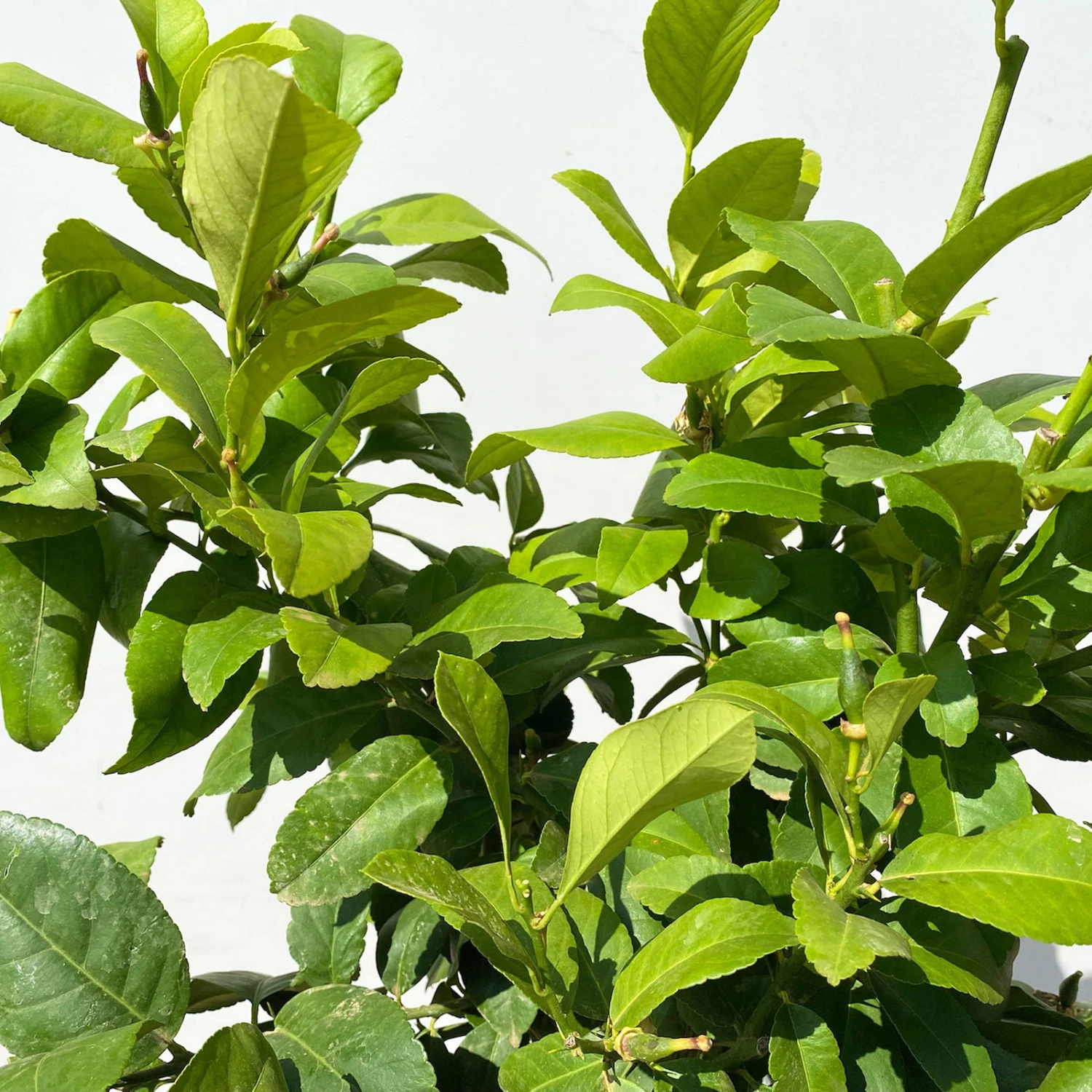 Zitronenbaum, Stamm, Topf-Ø 24 Cm, Höhe Ca. 140 Cm 4 Zitronenbaum, Stamm, Topf-Ø 24 Cm, Höhe Ca. 140 Cm – Bild 2