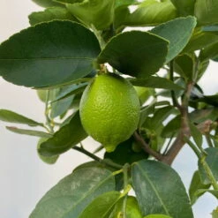 Limette 'Lima Verde', Stamm, Topf-Ø 20 Cm, Höhe Ca. 60 Cm -Madison Verkäufe 0630300016 Citrus latifolia Stamm T20 8 104271