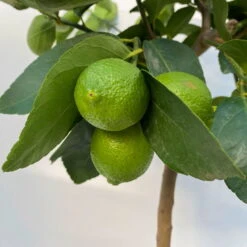 Limette 'Lima Verde', Stamm, Topf-Ø 20 Cm, Höhe Ca. 60 Cm -Madison Verkäufe 0630300016 Citrus latifolia Stamm T20 9 104272