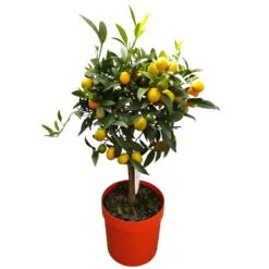 Kumquat, Stamm, Topf-Ø 22 Cm 17 Kumquat, Stamm, Topf-Ø 22 Cm -Madison Verkäufe 0630400015 Citrus fort margarita Stamm T20 H60 70 Kumquat farbiger Topf 2 79071