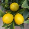 Kumquat, Kurz-Stamm, Topf-Ø 26 Cm 2 Kumquat, Kurz-Stamm, Topf-Ø 26 Cm -Madison Verkäufe 0630400015 Citrus fort margarita Stamm T20 H60 70 Kumquat farbiger Topf 7 78902