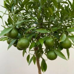 Mandarinenbaum, Stamm, Topf-Ø Ca. 24 Cm, Höhe Ca. 140 Cm -Madison Verkäufe 0630400025 Citrus reticulata Stamm T24 3 104283