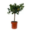 Orangenbaum, Stamm, Topf-Ø Ca. 20 Cm, Höhe Ca. 70 Cm -Madison Verkäufe 0630400038 Citrus sinensis Stamm T20 2 104340