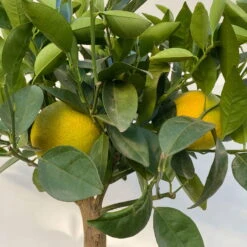 Orangenbaum, Stamm, Topf-Ø Ca. 20 Cm, Höhe Ca. 70 Cm 15 Orangenbaum, Stamm, Topf-Ø Ca. 20 Cm, Höhe Ca. 70 Cm -Madison Verkäufe 0630400038 Citrus sinensis Stamm T20 5 104285