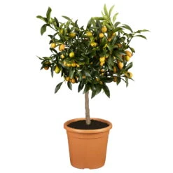 Kumquat, Stamm, Topf-Ø 22 Cm 16 Kumquat, Stamm, Topf-Ø 22 Cm -Madison Verkäufe 0630400067 Citrus fort margarita Stamm T20 Kumquat H70 farbiger Topf 98278