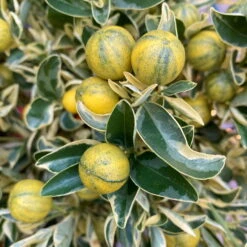 Calamondin 'Variegata', Stamm, Topf-Ø 20 Cm, Höhe 70 Cm 14 Calamondin 'Variegata', Stamm, Topf-Ø 20 Cm, Höhe 70 Cm -Madison Verkäufe 0630400078 Citrus madurensis Variegata Buntlaubige Calamondin 1 104836