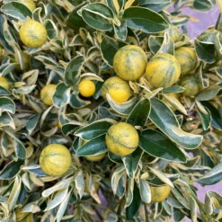 Calamondin 'Variegata', Stamm, Topf-Ø 20 Cm, Höhe 70 Cm 21 Calamondin 'Variegata', Stamm, Topf-Ø 20 Cm, Höhe 70 Cm -Madison Verkäufe 0630400078 Citrus madurensis Variegata Buntlaubige Calamondin 2 104835