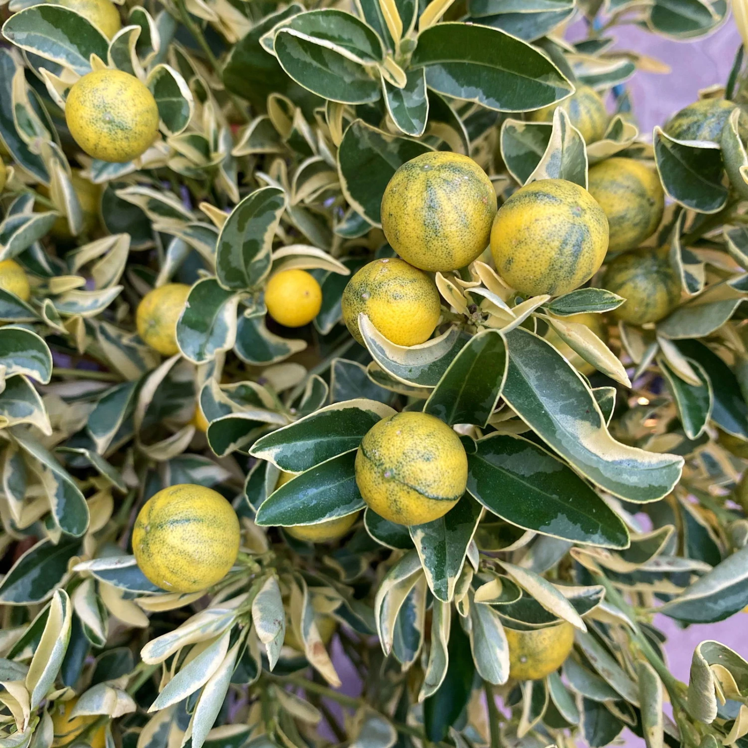 Calamondin 'Variegata', Stamm, Topf-Ø 20 Cm, Höhe 70 Cm 11 Calamondin 'Variegata', Stamm, Topf-Ø 20 Cm, Höhe 70 Cm – Bild 9