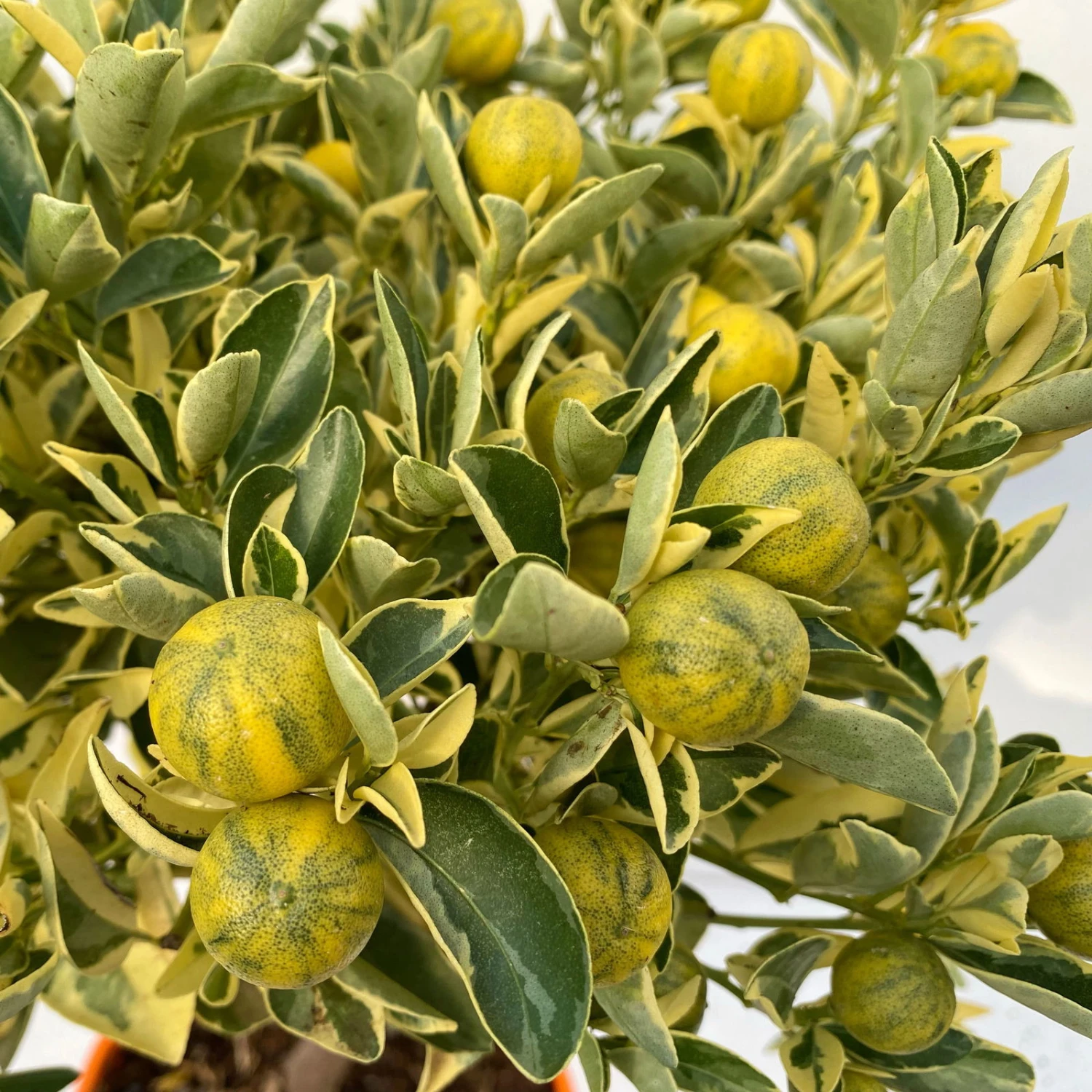 Calamondin 'Variegata', Stamm, Topf-Ø 20 Cm, Höhe 70 Cm 8 Calamondin 'Variegata', Stamm, Topf-Ø 20 Cm, Höhe 70 Cm – Bild 6