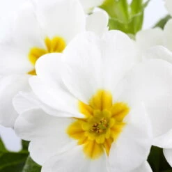 Primel 'Trio' Bunt, Mix Nach Verfügbarkeit, Topf-Ø 13 Cm, 6er-Set -Madison Verkäufe 0639100027 Primula vulgaris T10 weiss 74001