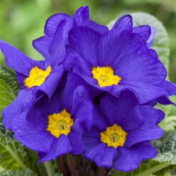 Primel 'Trio' Bunt, Mix Nach Verfügbarkeit, Topf-Ø 13 Cm, 6er-Set -Madison Verkäufe 0639100030 0639100036 Primula vulgaris blau 75330