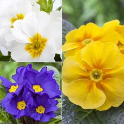 Primel 'Trio' Bunt, Mix Nach Verfügbarkeit, Topf-Ø 13 Cm, 6er-Set -Madison Verkäufe 0639100036 Koelle Primula vulgaris Trio T13 6er Set nach Verfuegbarkeit WS 102652