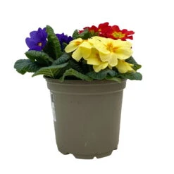 Primel 'Trio' Bunt, Mix Nach Verfügbarkeit, Topf-Ø 13 Cm, 6er-Set -Madison Verkäufe 0639100036 Koelle Primula vulgaris Trio T13 6er Set nach Verfuegbarkeit 1 110960