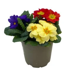 Primel 'Trio' Bunt, Mix Nach Verfügbarkeit, Topf-Ø 13 Cm, 6er-Set -Madison Verkäufe 0639100036 Koelle Primula vulgaris Trio T13 6er Set nach Verfuegbarkeit 3 110961