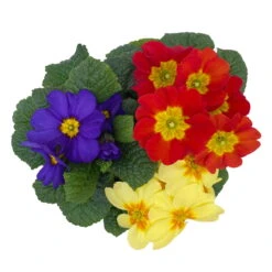 Primel 'Trio' Bunt, Mix Nach Verfügbarkeit, Topf-Ø 13 Cm, 6er-Set -Madison Verkäufe 0639100036 Koelle Primula vulgaris Trio T13 6er Set nach Verfuegbarkeit 4 110962