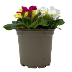 Primel 'Trio' Bunt, Mix Nach Verfügbarkeit, Topf-Ø 13 Cm, 6er-Set -Madison Verkäufe 0639100036 Koelle Primula vulgaris Trio T13 2 107118
