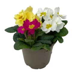 Primel 'Trio' Bunt, Mix Nach Verfügbarkeit, Topf-Ø 13 Cm, 6er-Set -Madison Verkäufe 0639100036 Koelle Primula vulgaris Trio T13 3 107119