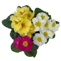 Primel 'Trio' Bunt, Mix Nach Verfügbarkeit, Topf-Ø 13 Cm, 6er-Set -Madison Verkäufe 0639100036 Koelle Primula vulgaris Trio T13 4 107120