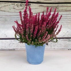 Knospenheide, Rot, Topf-Ø 12 Cm, 6er-Set 7 Knospenheide, Rot, Topf-Ø 12 Cm, 6er-Set -Madison Verkäufe 0650100105 Calluna vulgaris T1213 rot Knospenblueher H25 2 70074