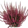 Knospenheide, Rot, Topf-Ø 12 Cm, 6er-Set -Madison Verkäufe 0650100105 Calluna vulgaris rot Knospenblueher 12 13cm Topf 44036