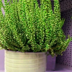 Knospenheide 'Picasso' Gefärbt, Farben Zufällig, Topf-Ø 12 Cm, 6er-Set -Madison Verkäufe 0650100303 Calluna vulgaris T12 gruen gefaerbt Picasso 4 70091
