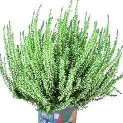 Knospenheide 'Picasso' Gefärbt, Farben Zufällig, Topf-Ø 12 Cm, 6er-Set -Madison Verkäufe 0650100303 Calluna vulgaris T12 gruen gefaerbt Picasso 45096