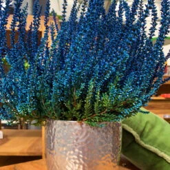 Knospenheide 'Picasso' Gefärbt, Farben Zufällig, Topf-Ø 12 Cm, 6er-Set -Madison Verkäufe 0650100304 Calluna vulgaris T12 blau gefaerbt Picasso 5 70092