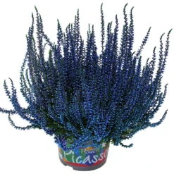 Knospenheide 'Picasso' Gefärbt, Farben Zufällig, Topf-Ø 12 Cm, 6er-Set -Madison Verkäufe 0650100304 Calluna vulgaris Picasso gefaerbt blau 12cm Topf 44007