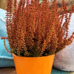 Knospenheide 'Picasso' Gefärbt, Farben Zufällig, Topf-Ø 12 Cm, 6er-Set -Madison Verkäufe 0650100305 Callunavulgaris T12 orange gefaerbt Picasso 4 70094