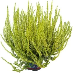 Knospenheide 'Picasso' Gefärbt, Farben Zufällig, Topf-Ø 12 Cm, 6er-Set -Madison Verkäufe 0650100306 Calluna vulgaris Picasso gefaerbt gelb 12cm Topf 44013