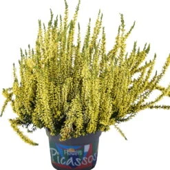 Knospenheide 'Picasso' Gefärbt, Farben Zufällig, Topf-Ø 12 Cm, 6er-Set -Madison Verkäufe 0650100306 Calluna vulgaris T12 gelb gefaerbt Picasso neu 45077
