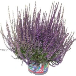 Knospenheide 'Picasso' Gefärbt, Farben Zufällig, Topf-Ø 12 Cm, 6er-Set -Madison Verkäufe 0650100307 Calluna vulgaris Picasso gefaerbt lila 12cm Topf 44012
