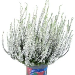 Knospenheide 'Picasso' Gefärbt, Farben Zufällig, Topf-Ø 12 Cm, 6er-Set -Madison Verkäufe 0650100363 Calluna vulgaris T12 weiss gefaerbt Picasso 45099