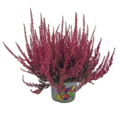 Knospenheide 'Picasso' Gefärbt, Farben Zufällig, Topf-Ø 12 Cm, 6er-Set -Madison Verkäufe 0650100405 Calluna vulgaris rot gefaerbt Set 6 9 81481