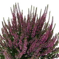 Knospenheide, Lila, Topf-Ø 10,5/11 Cm, 8er-Set -Madison Verkäufe 0650100467 Calluna vulgaris Knospenblueher lila 6er Set WS 95903