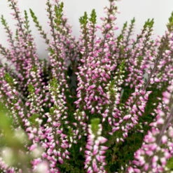 Knospenheide, Lila, Topf-Ø 10,5/11 Cm, 8er-Set -Madison Verkäufe 0650100467 Calluna vulgaris Knospenblueher lila 8er Set 3 112660