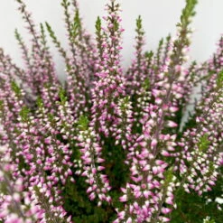 Knospenheide, Lila, Topf-Ø 10,5/11 Cm, 8er-Set -Madison Verkäufe 0650100467 Calluna vulgaris Knospenblueher lila 8er Set 5 112659