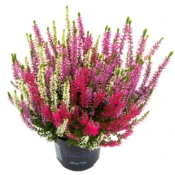 Knopsenheide 'Starlight® Milca-Trio', Lila-rot-weiß, Topf-Ø 11 Cm, 6er-Set -Madison Verkäufe 0650200157 Calluna Milca weiss T11er Starlight Trio Milca weiss einzel 79834