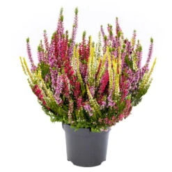 Knopsenheide 'Starlight® Milca-Trio', Lila-rot-weiß, Topf-Ø 11 Cm, 6er-Set -Madison Verkäufe 0650200158 KB Calluna vulgaris Milka Trio rotlilaweissgelblaub Set 6 1 1 80316