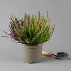 Knospenheide 'High Five®' Fünffarbig, Topf-Ø 17 Cm, 2er-Set -Madison Verkäufe 0650200206 Calluna vulgaris High Five T17 5Farben im Topf 2er Set 2 126027