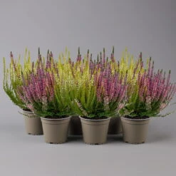 Knospenheide 'Trio' Bunt, Mix Nach Verfügbarkeit, Topf-Ø 10,5/11 Cm, 6er-Set -Madison Verkäufe 0650200212 0650200220 Calluna vulgaris Milca Trio T11 rotlilaweiss 6erSet 4 125921