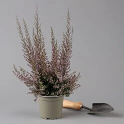 Erica Sparsa Bunt, Farbe Nach Verfügbarkeit, Topf-Ø 12cm, 6er-Set -Madison Verkäufe 0651100047 Erica sparsa T12 6er Set 125926