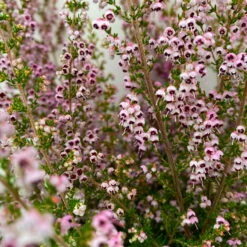 Erica Sparsa Bunt, Farbe Nach Verfügbarkeit, Topf-Ø 12cm, 6er-Set -Madison Verkäufe 0651100047 Erica sparsa T12 6er Set 1 125789