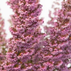 Erica Sparsa Bunt, Farbe Nach Verfügbarkeit, Topf-Ø 12cm, 6er-Set -Madison Verkäufe 0651100047 Erica sparsa T12 6er Set1 97938